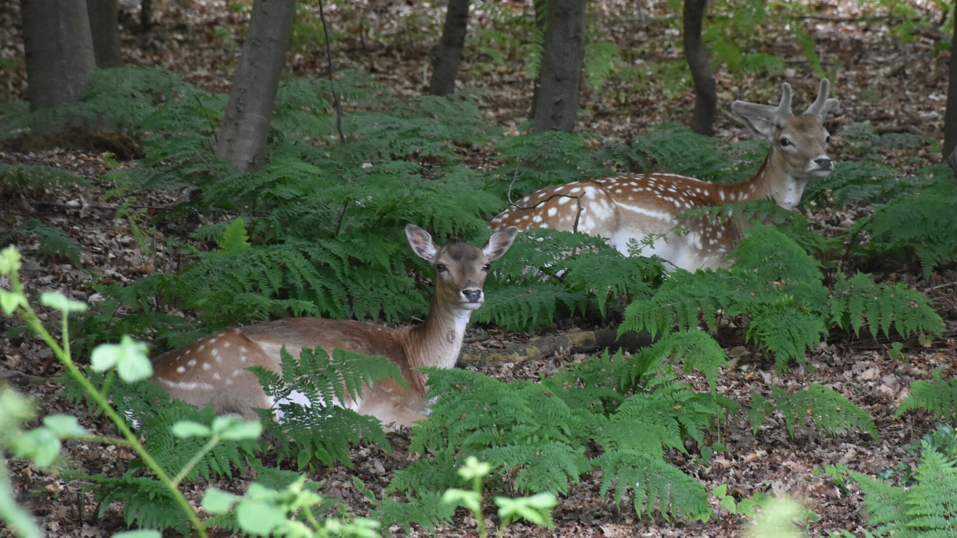 Statenfracties stellen schriftelijke vragen over damhertenbeheer Oranjewoud-Mildam