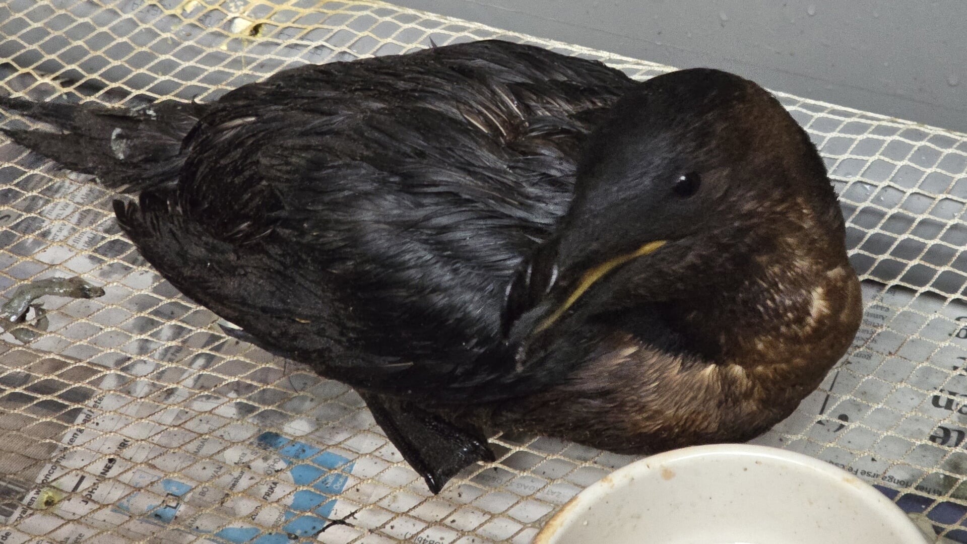 Tachtig olievogels opgevangen bij de Fûgelhelling in Ureterp