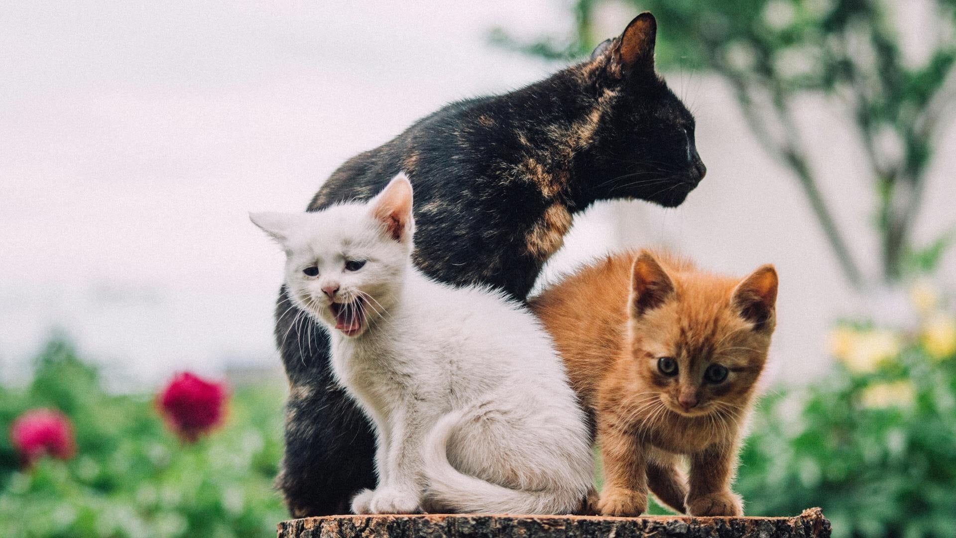 Binnengekomen bij Nomadenhof week 44