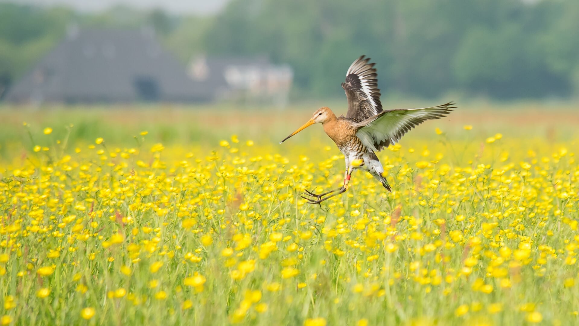 Lezing over agrarisch natuur- en landschapsbeheer door Bianca Domhof Bezoekerscentrum Mar & Klif in 