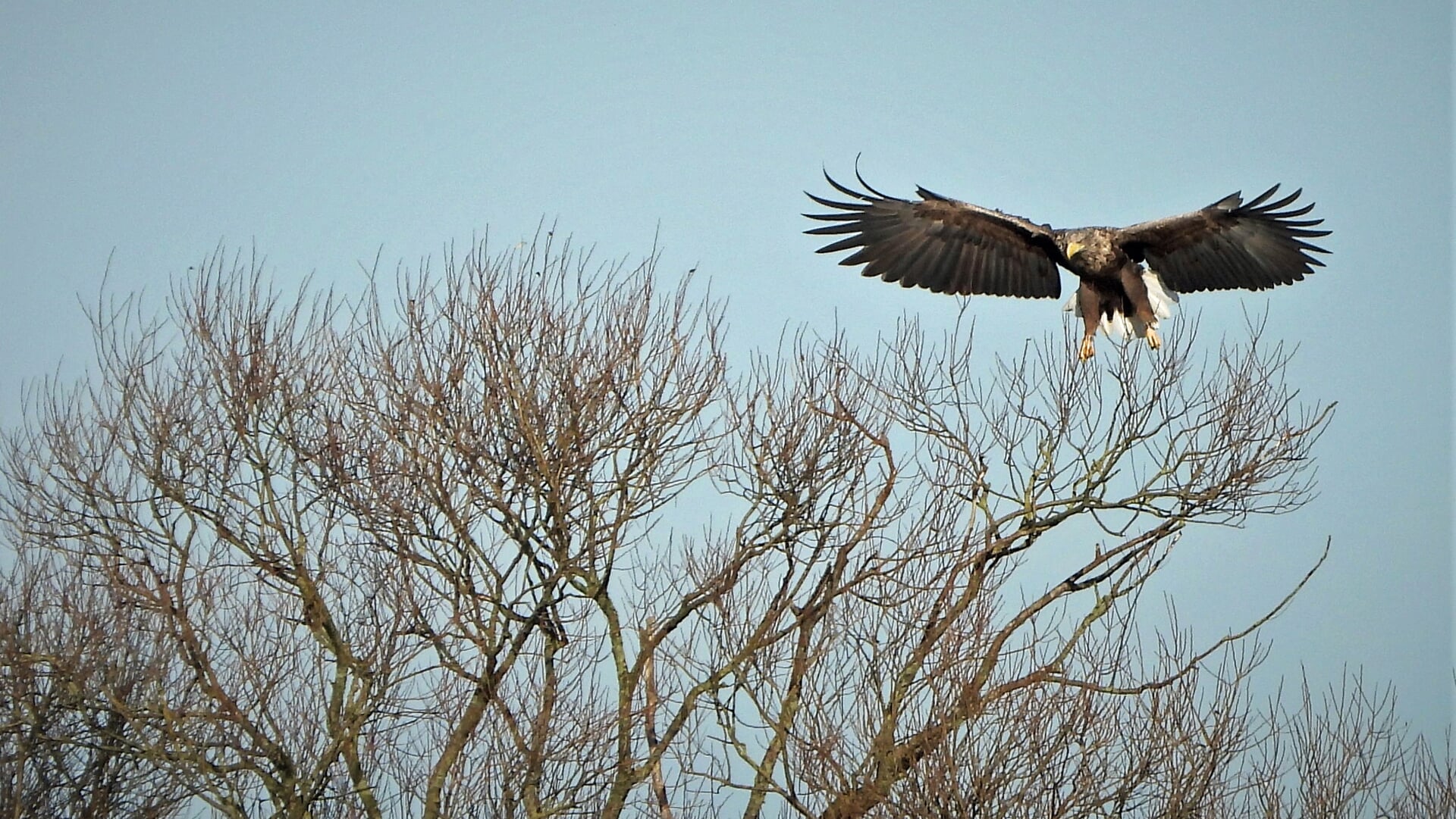 Lezing over het succesverhaal van de zeearenden bij Koudum en Makkum