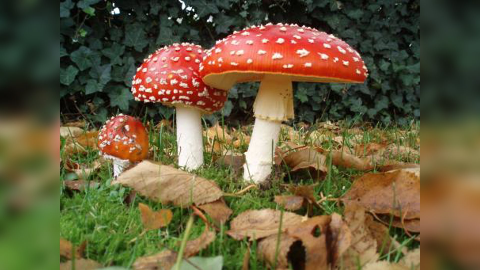 Paddenstoelen speuren met het gezin in bos Trimunt - Van de ...