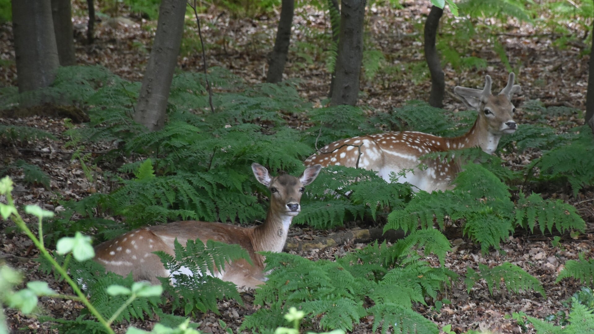 Provincie wil met jacht populatie damherten rond Oranjewoud stabiliseren