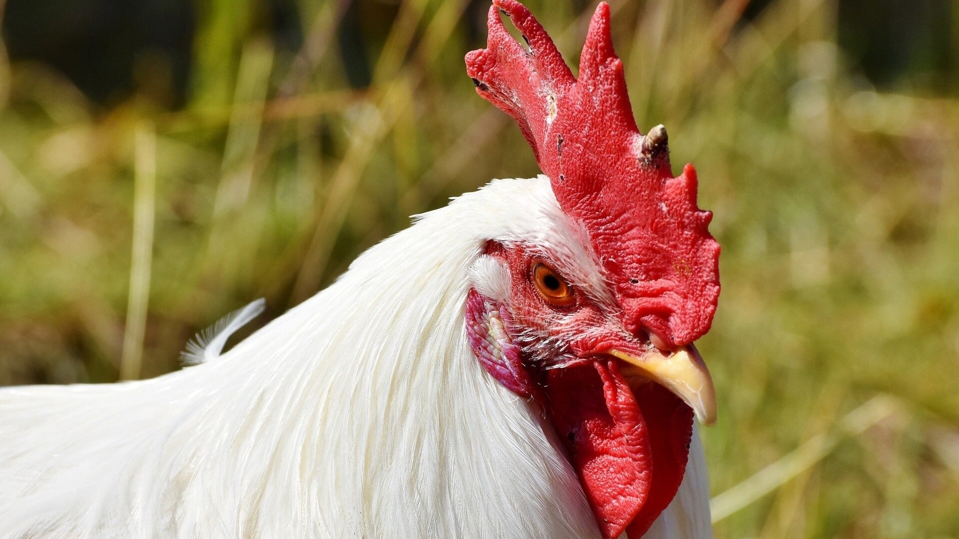 Opnieuw Landelijke Ophokplicht Na Nieuwe Uitbraken Vogelgriep - EdeStad ...