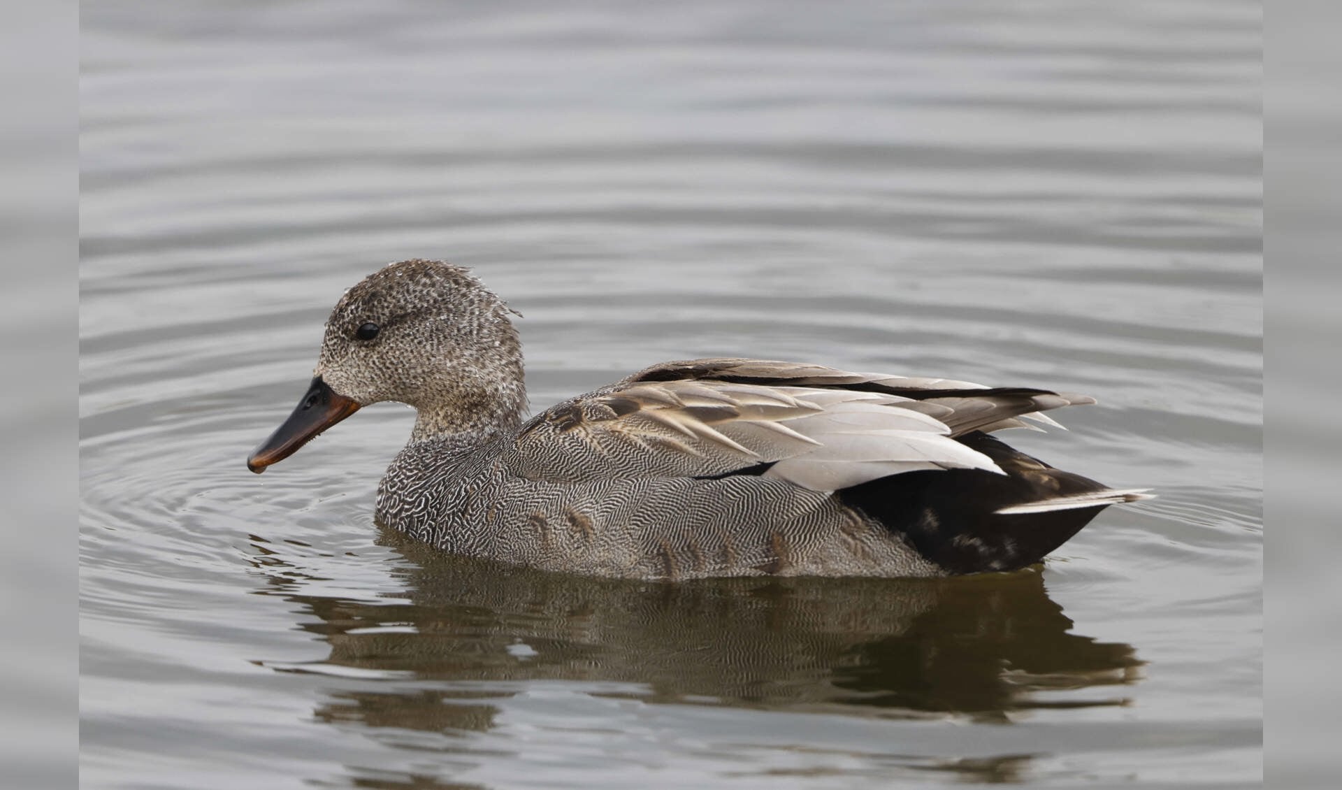 Vervolgcursus Vogels Kijken En Herkennen 2024 Al Het Nieuws Uit Zeist   F2375c9c A865 46bf A158 04e6b17b59cd