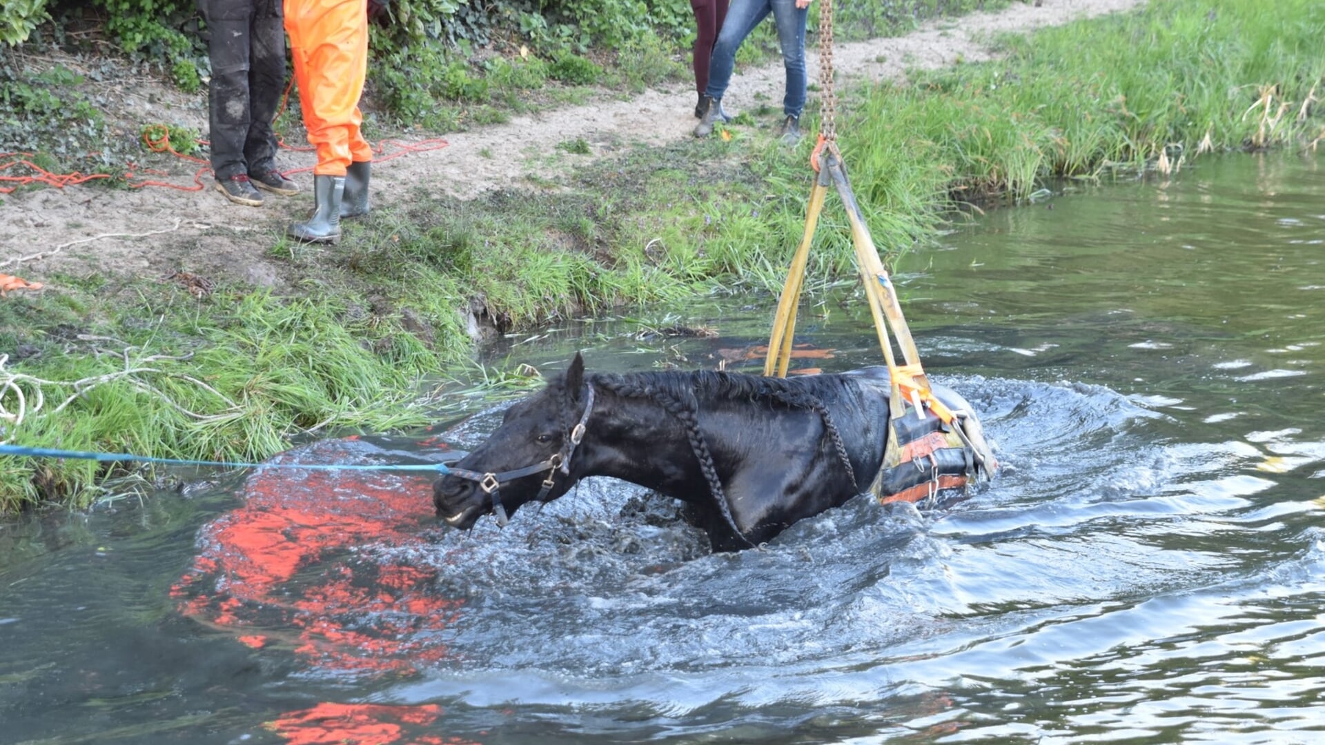 Paard gered uit sloot in Gameren