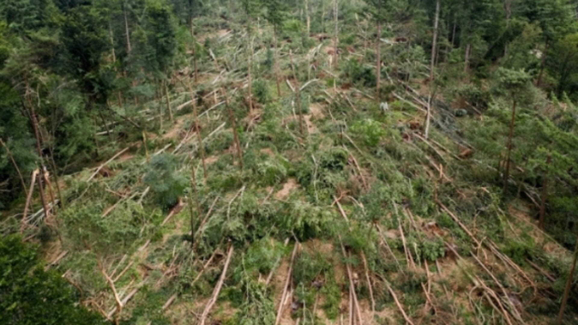 Duizenden gratis bomen oogsten in ‘stormbos’ Leersum