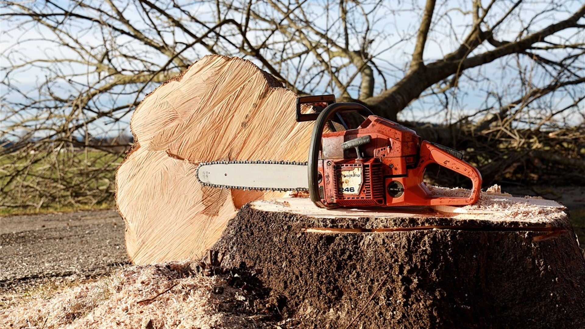Verschil van inzicht over behoud bomen in gazon tussen de Genestetstraat en De Zeven Akkers Harderwi