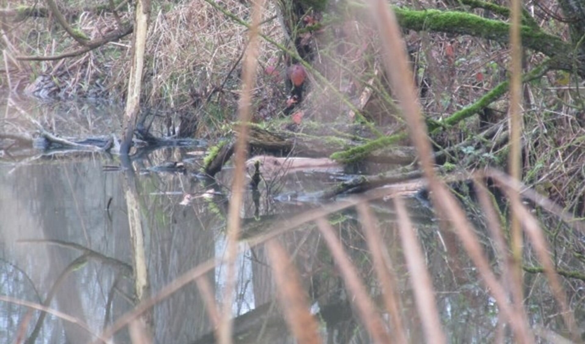 Bever gezien tijdens oliebollenwandeling APL polder Strijensas.