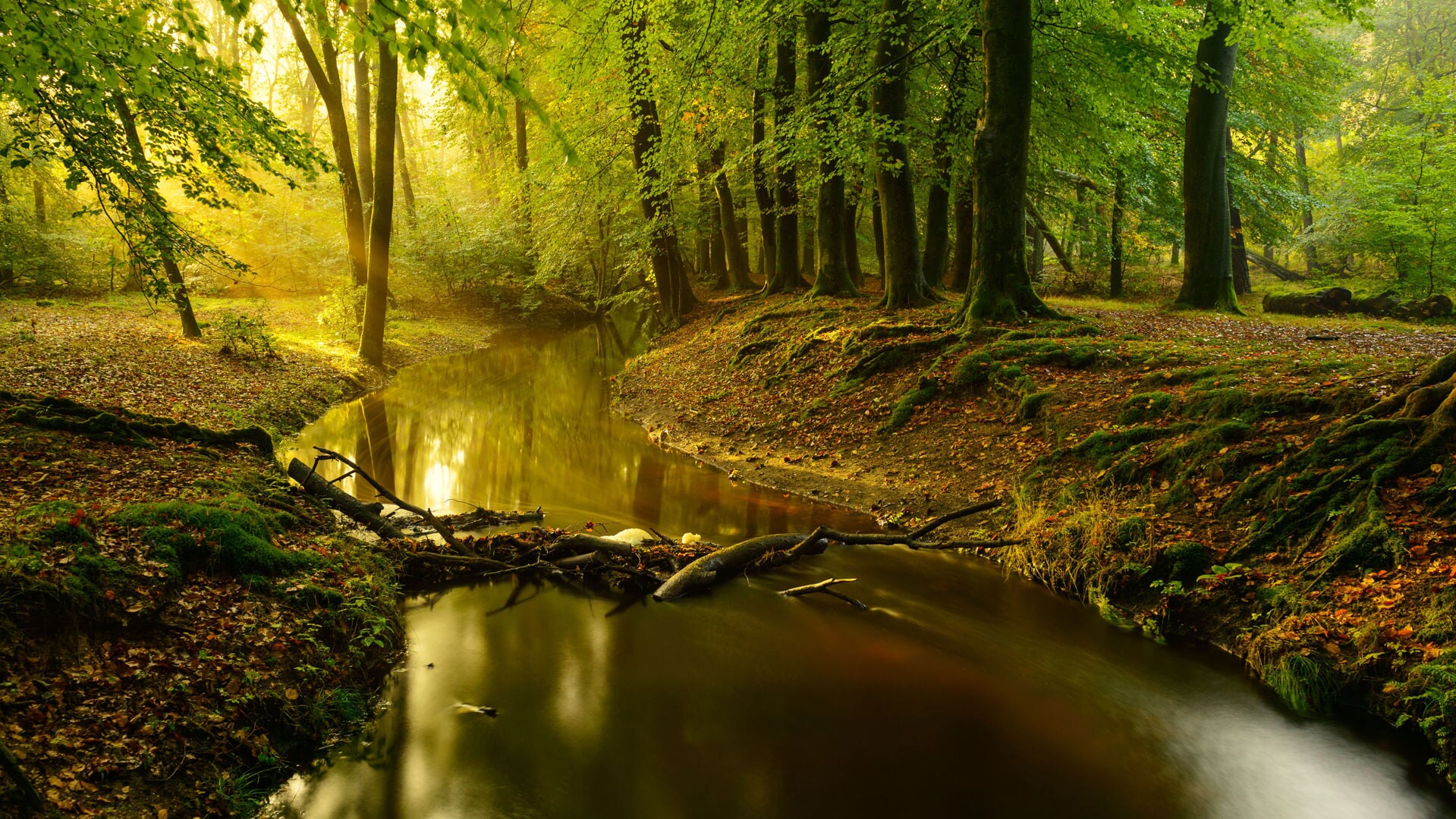 Met de boswachter struinen langs de langste beek van de Veluwe, de ...