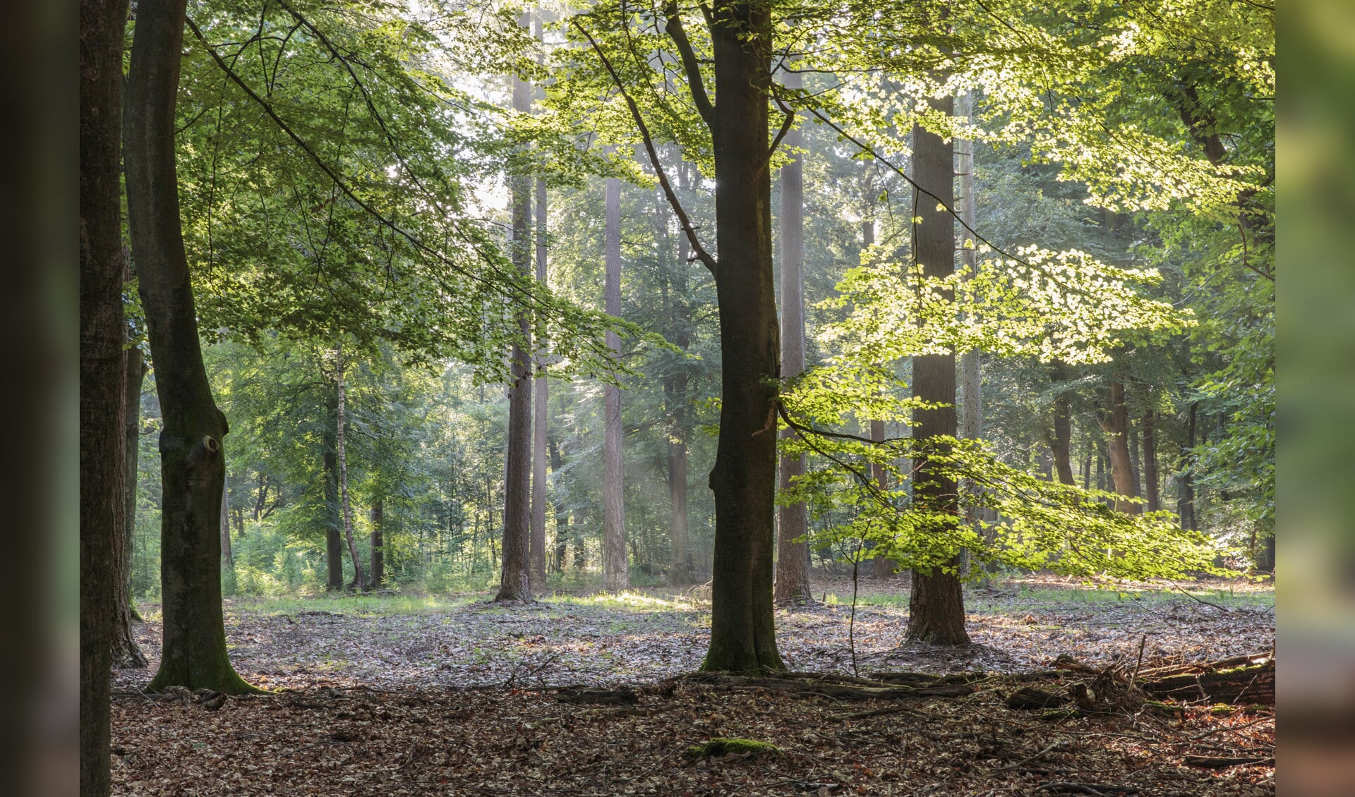 Ochtendwandeling, landgoed De Dellen - Al het nieuws uit Harderwijk
