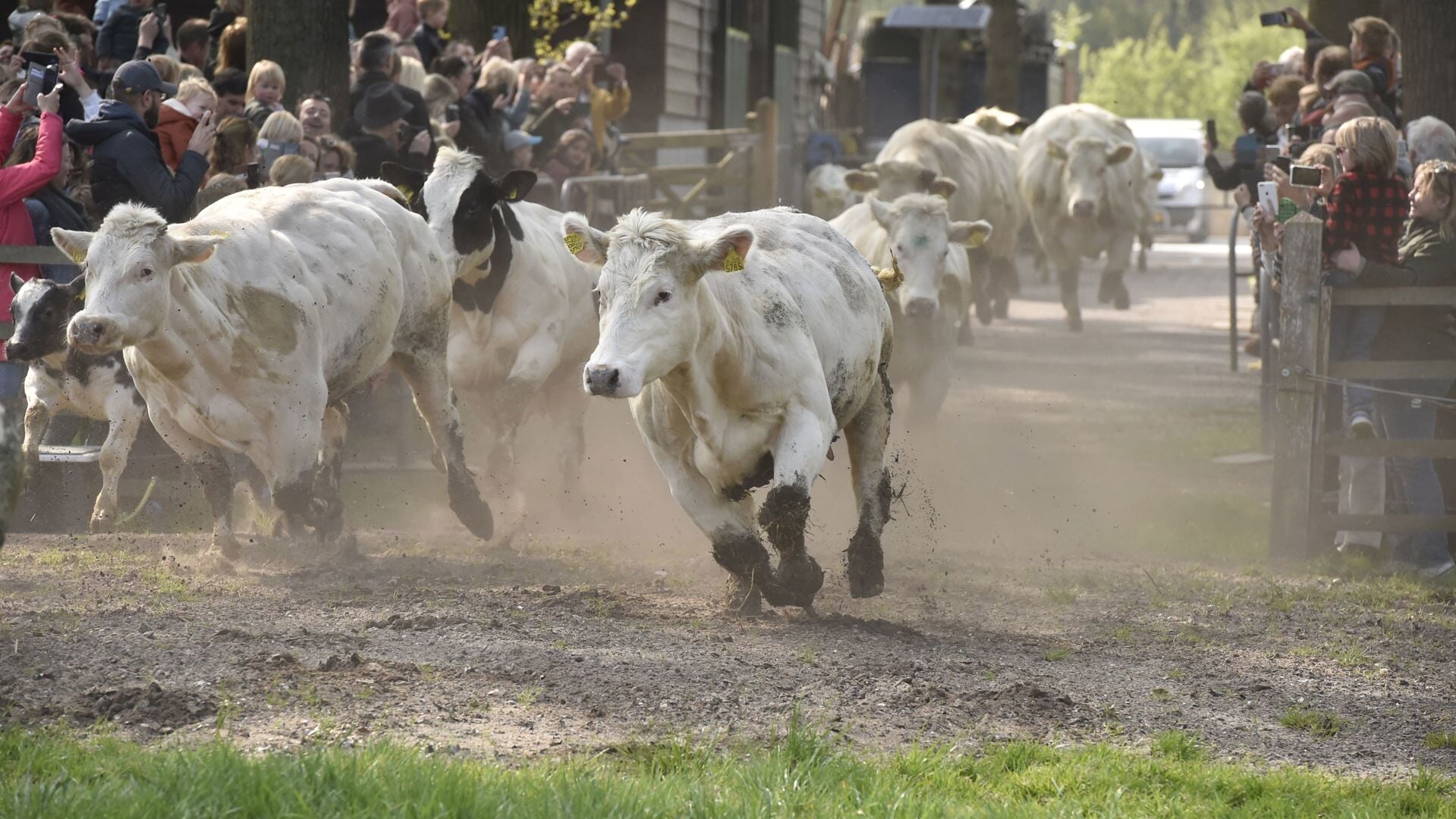 Komende Zaterdag Jaarlijkse Koeiendans Bij Hoeve Ravenstein ...