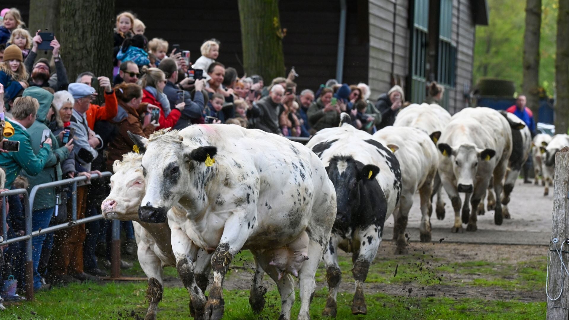 Koeiendans In Zompige Weide; Wel Dertig Kalfjes Geboren, Nog Twaalf ...