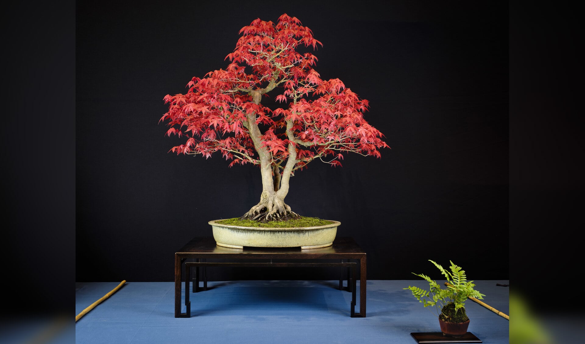 Fantastische bonsai-show in Leersum