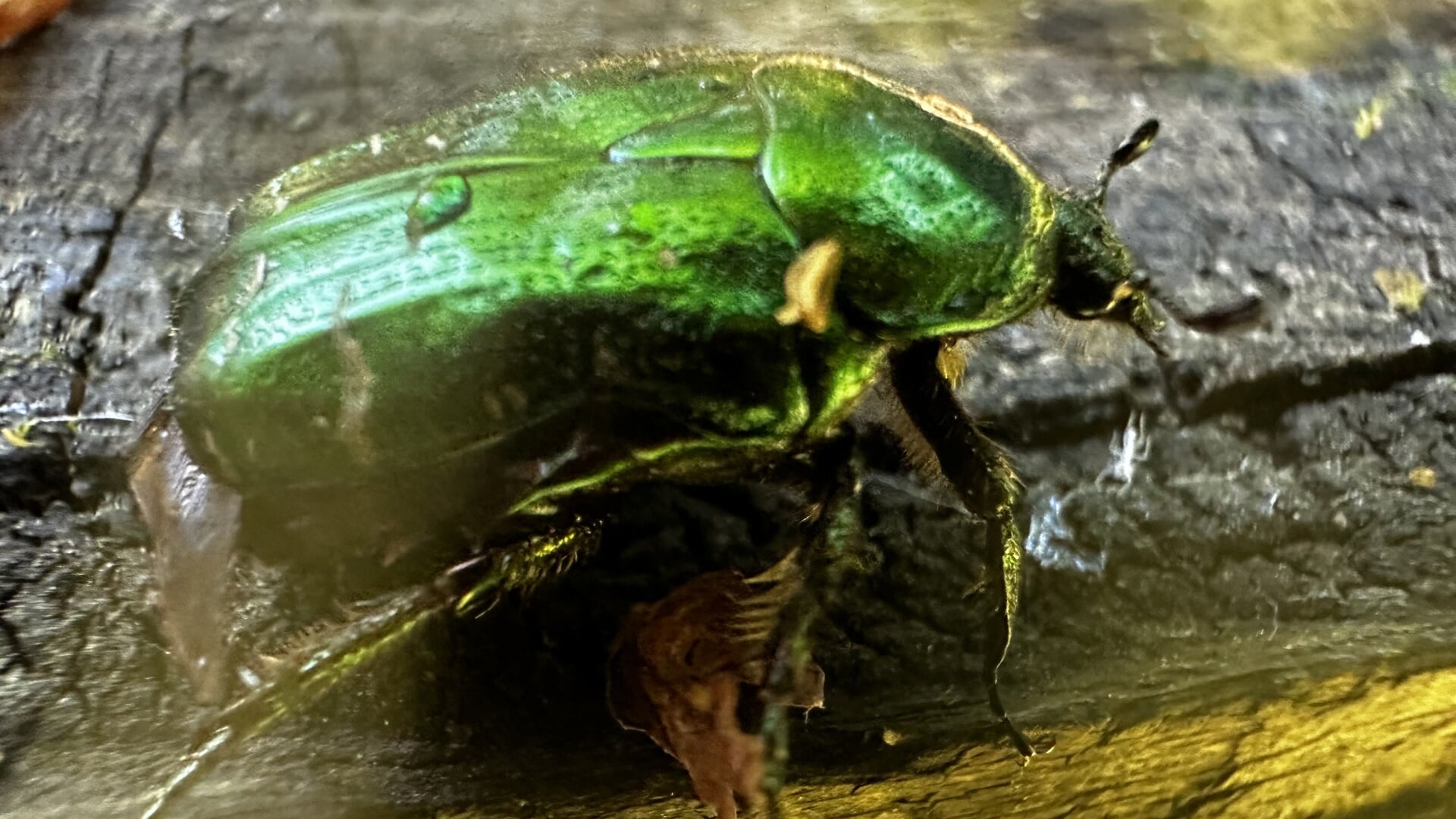 Fotorubriek Ermelo op zijn mooist: metallicgroene gouden tor gespot in ...