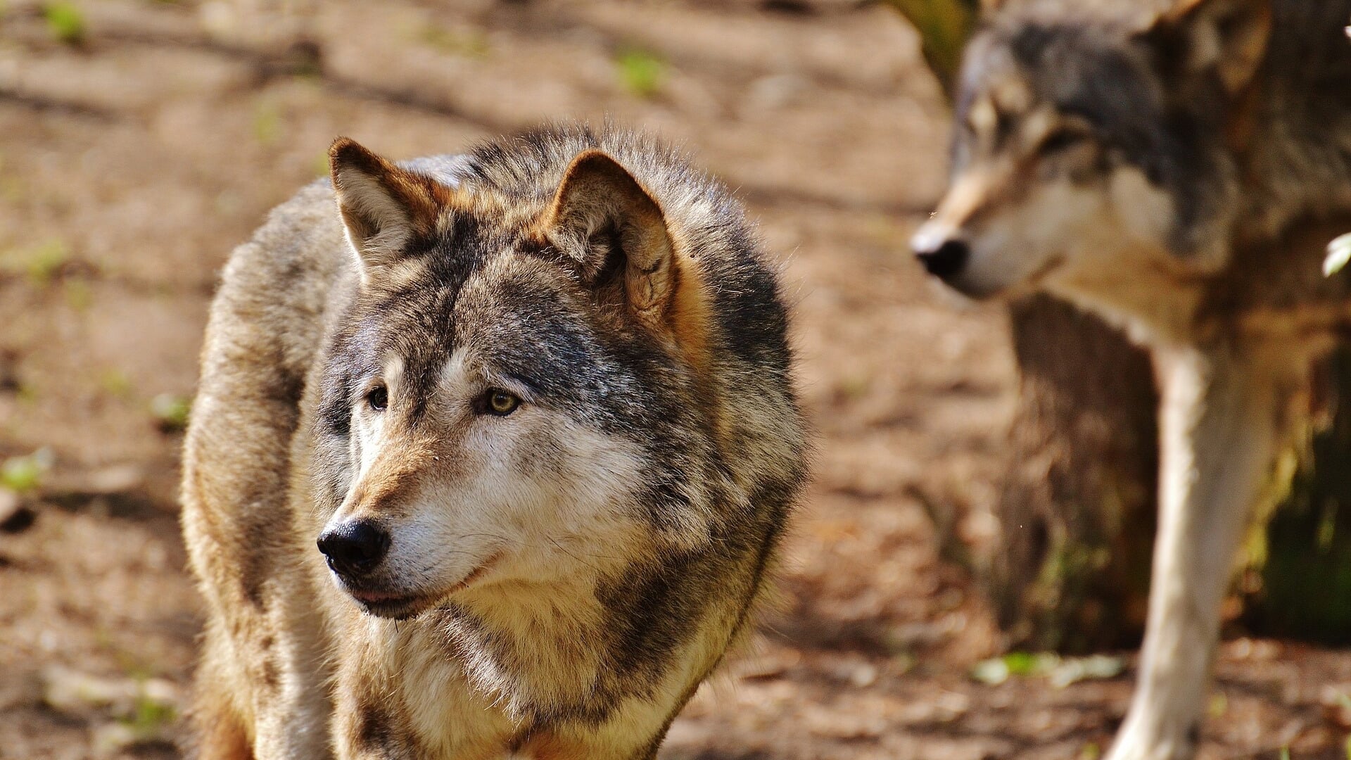 Provincie Utrecht kondigt informatiebijeenkomsten over wolf aan ...