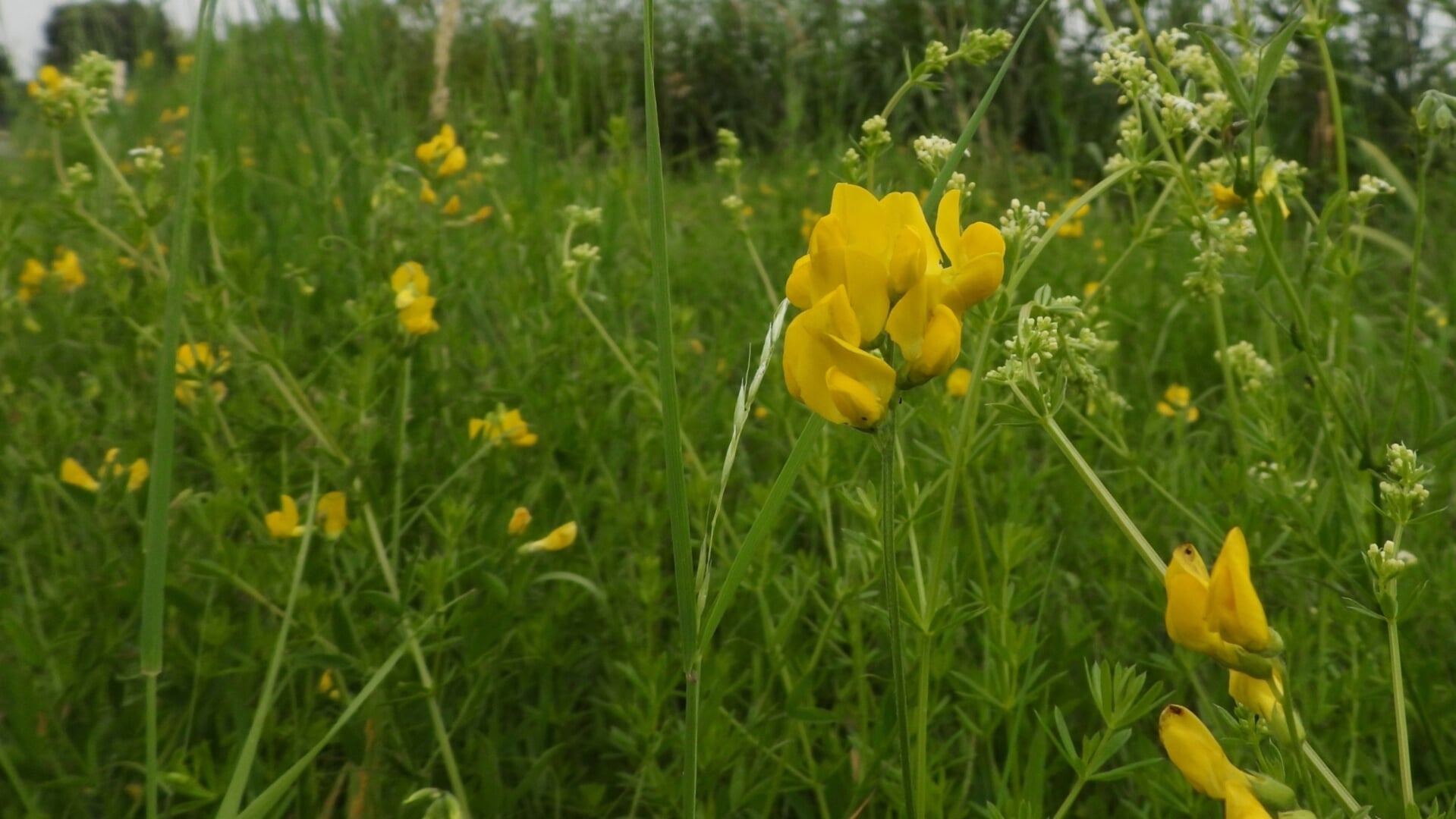 Wegberm vol zeldzame planten tussen Wekerom en Harskamp: inzaai is een vorm van floravervalsing