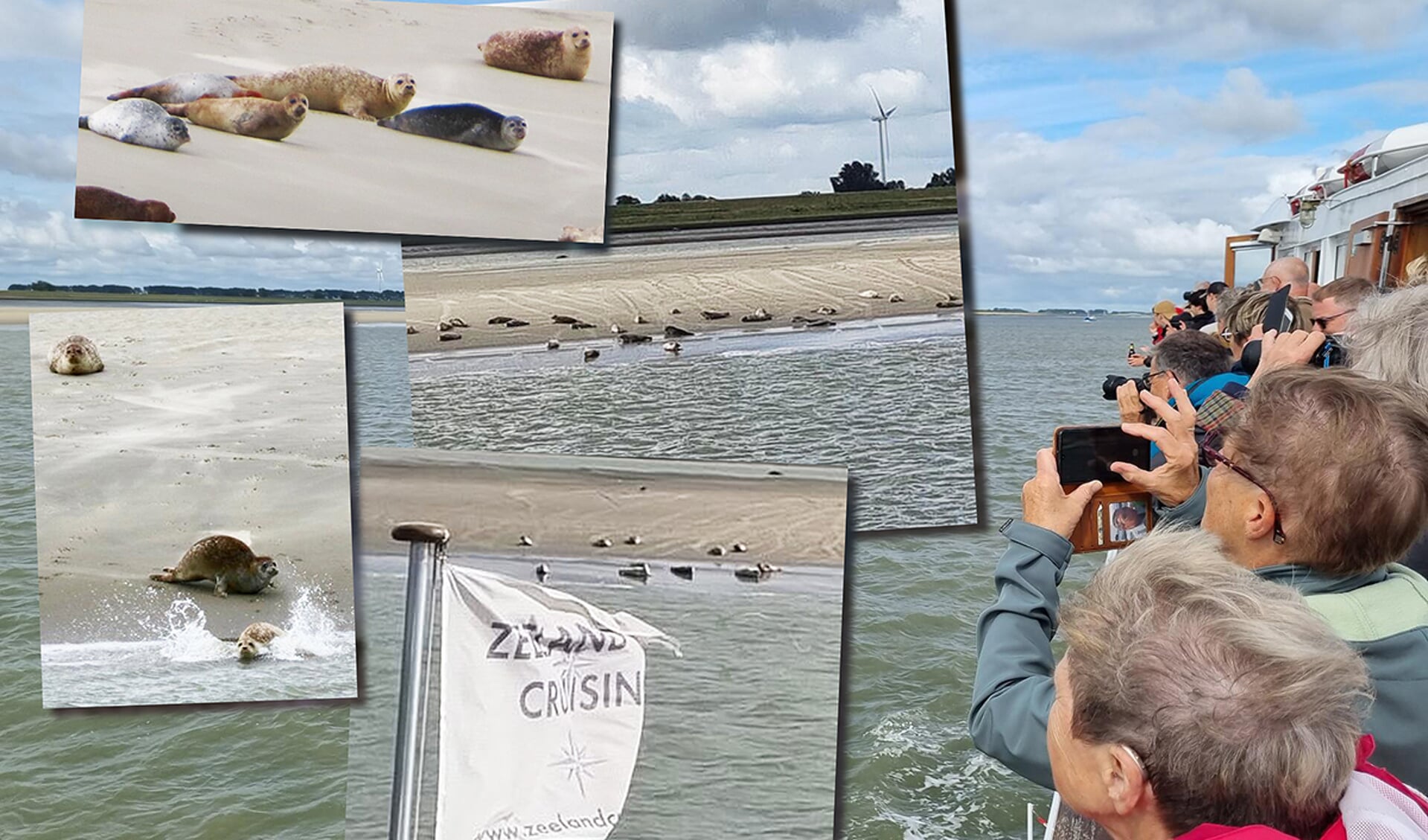 Zeehonden Spotten Met Portaal Van Vlaanderen - Adverteren Zeeuwsch ...