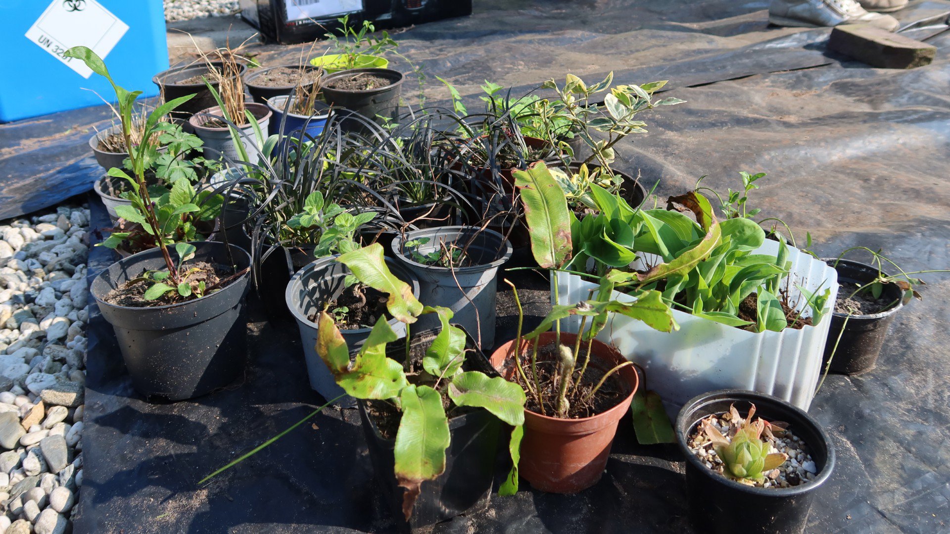 Planten- en zadenruilbeurs in Gemert