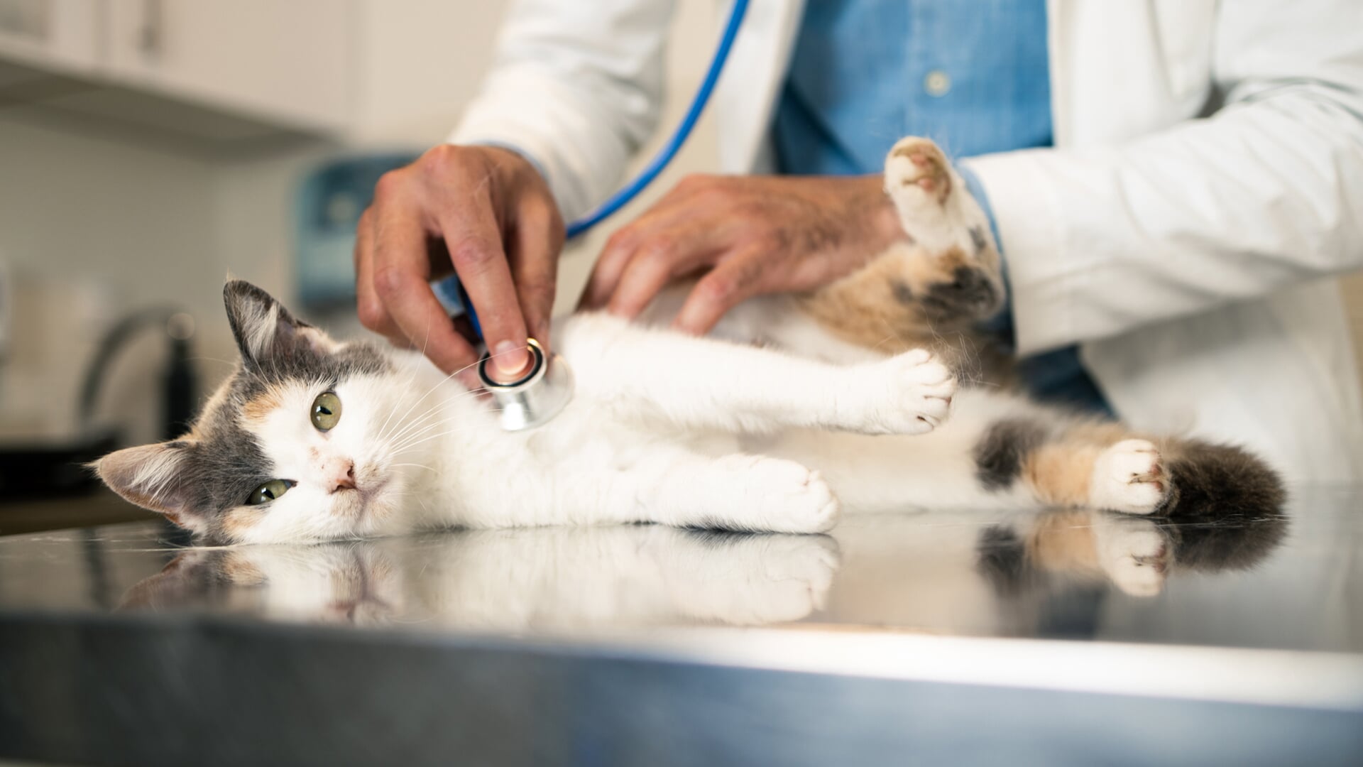 Geen onderzoek naar de mogelijkheden voor een regeling die de kosten voor de dierenarts voor