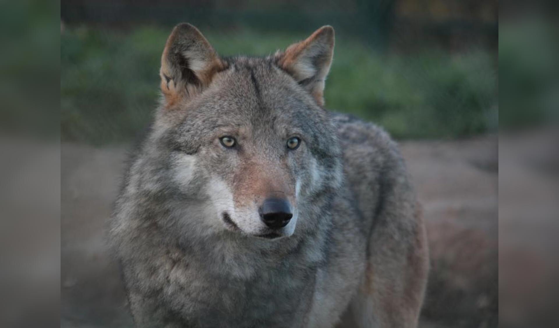 Utrecht stelt hoorzitting over vergunning zenderen wolf uit ...