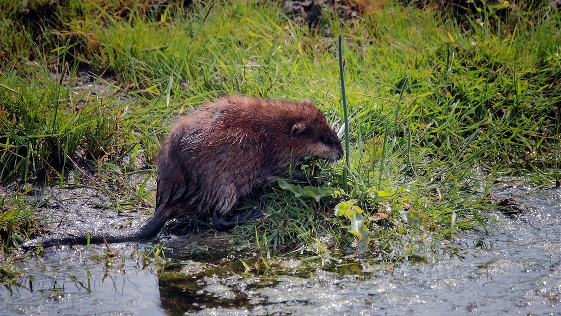 Meer muskusratten gevangen - Wereldnieuws uit je regio | wereldregio