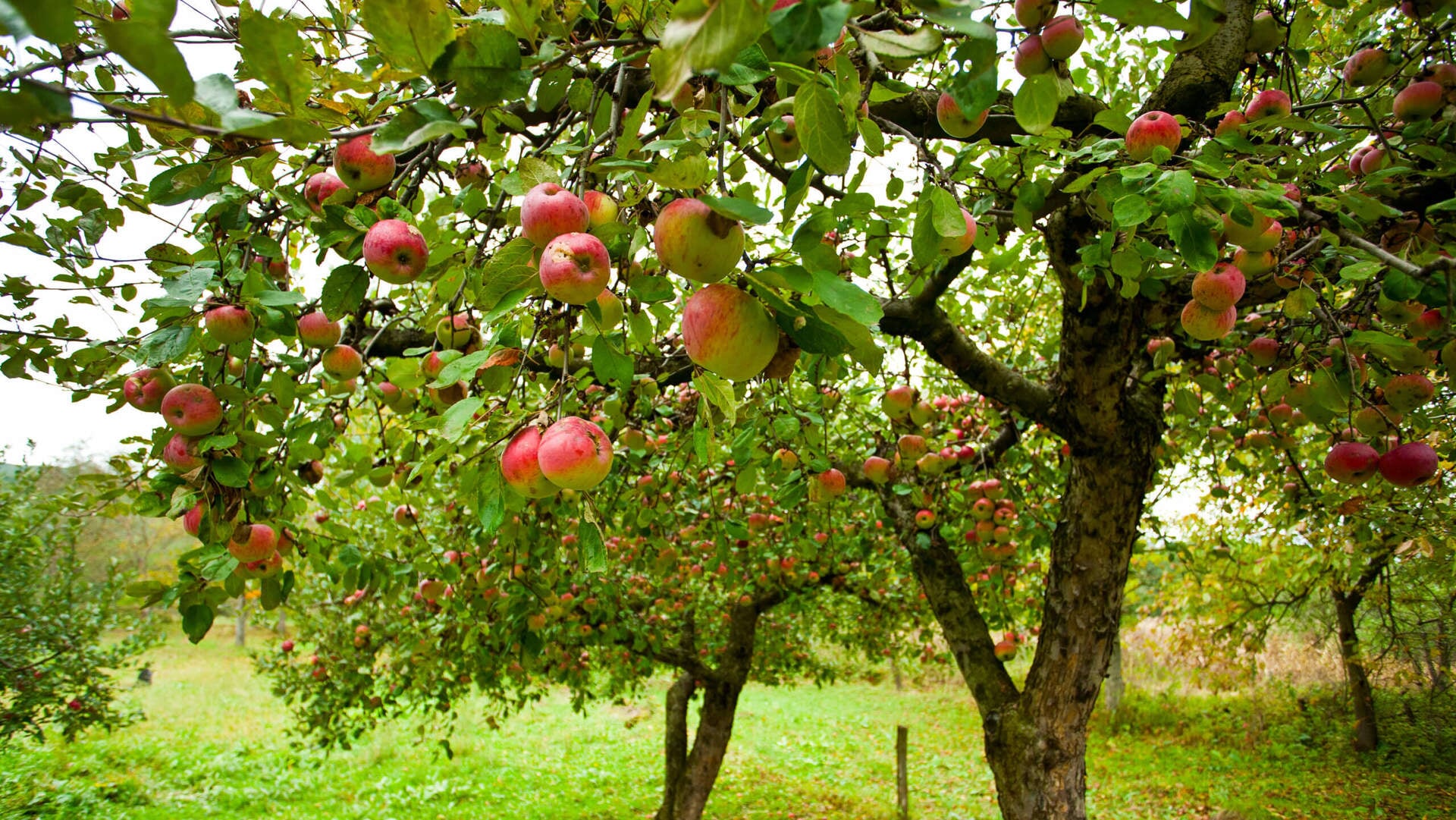 Fruitbomen voor Ouwerkerk