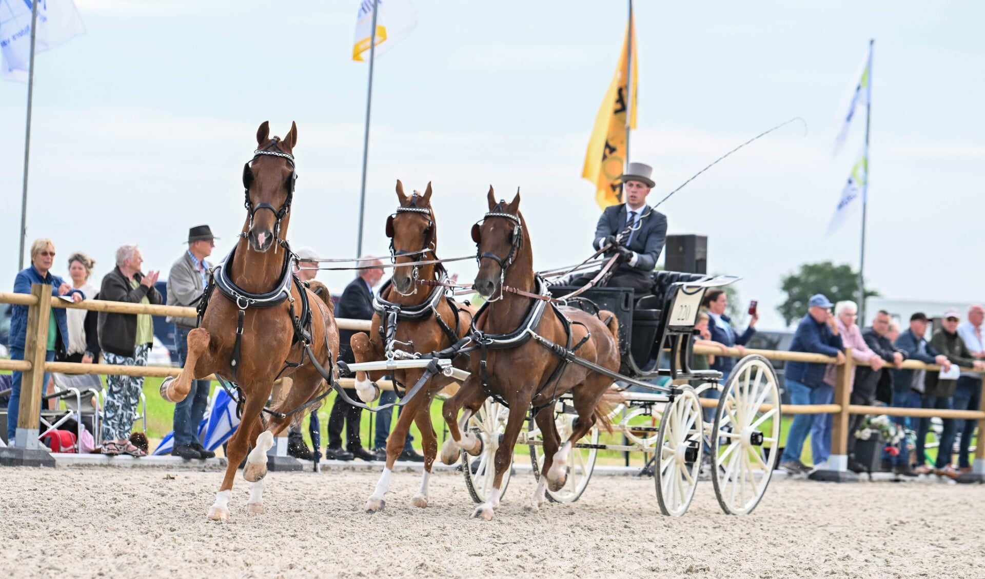 Beleving centraal bij tuigpaarden in Siegerswoude