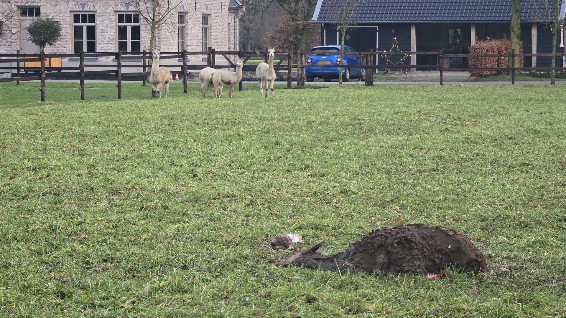 Drachtige alpaca gedood bij Otterlo; ‘100 procent zeker door de wolf ...