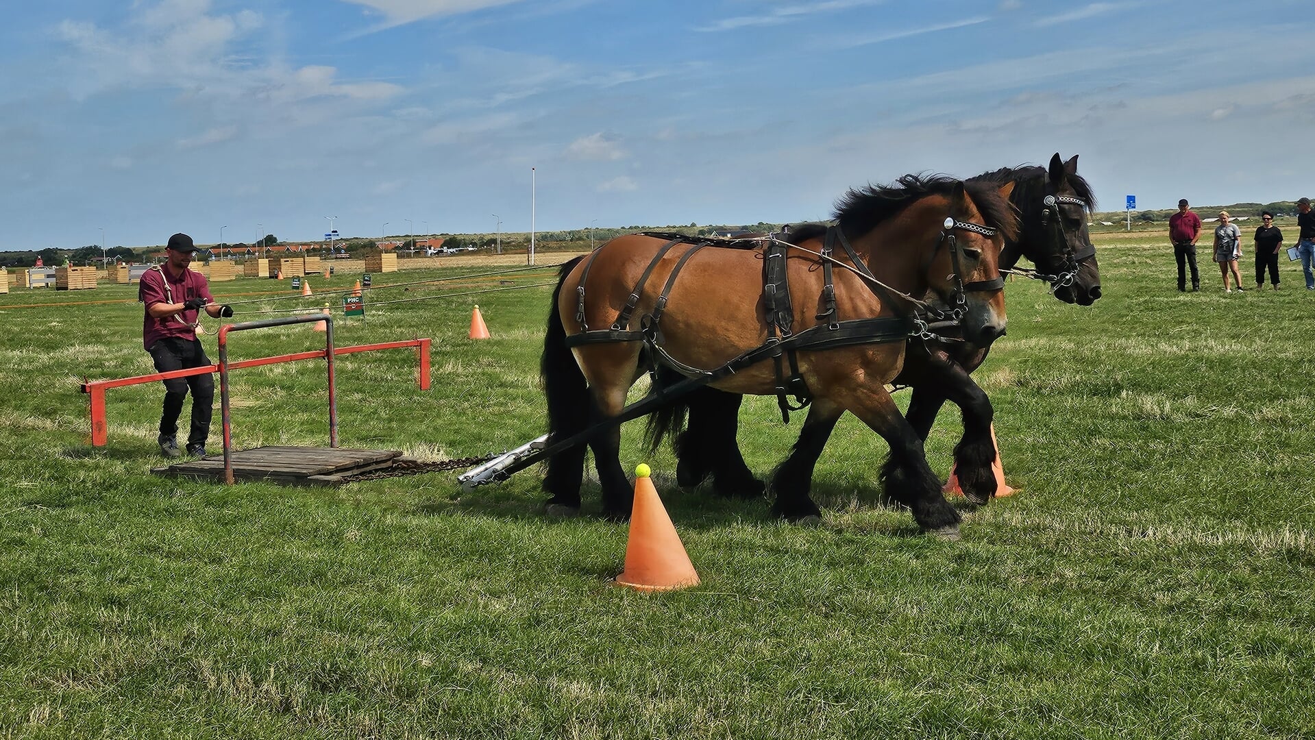 Trekpaardenshow en markt Noordwelle erg geslaagd