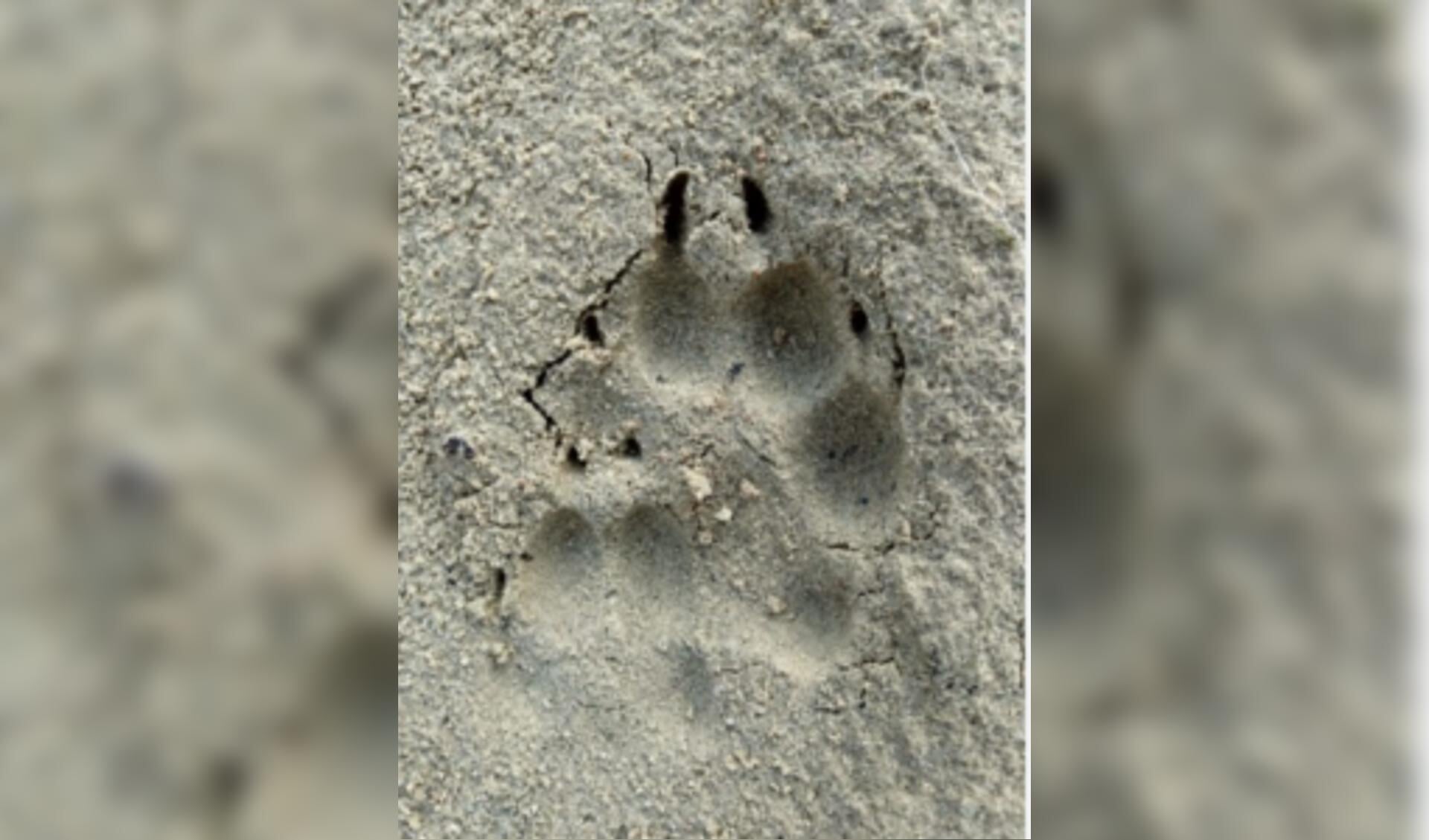 Excursie Wolftracks op 18 januari