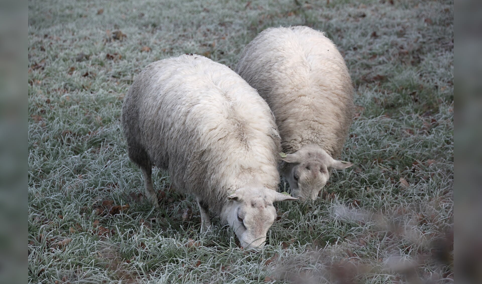 Wolf pakt schapen op Rijndijk nabij Wijk bij Duurstede