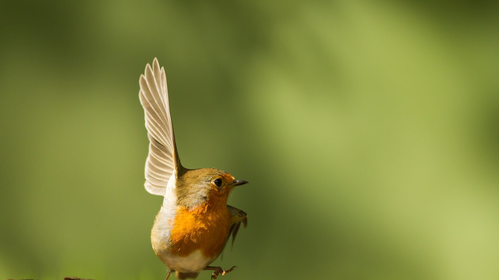 Inwoners van Utrecht en Zuid-Holland zien relatief minste vogels ...