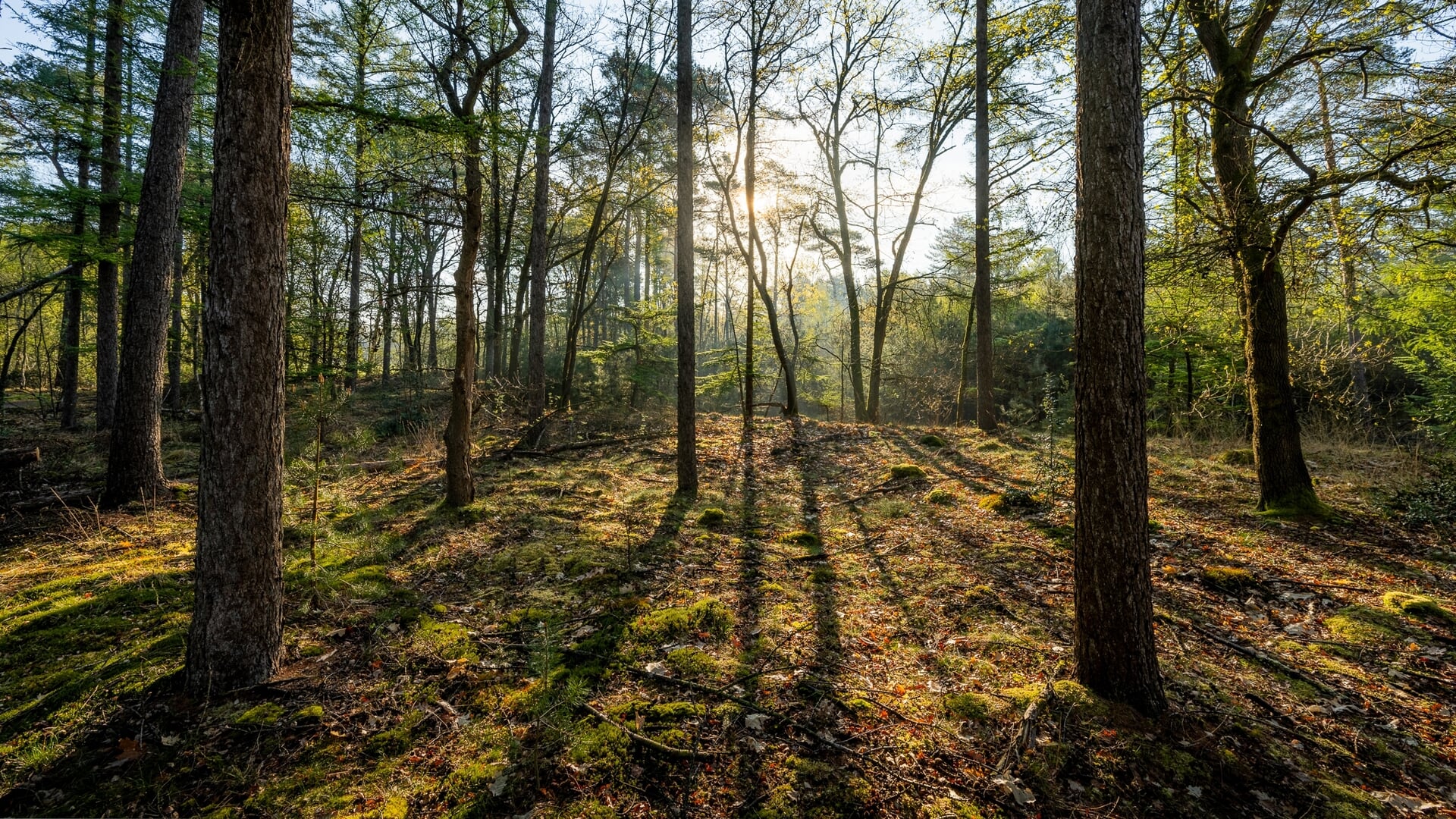 Natuurbegraafplaats Prattenburg in Rhenen van start