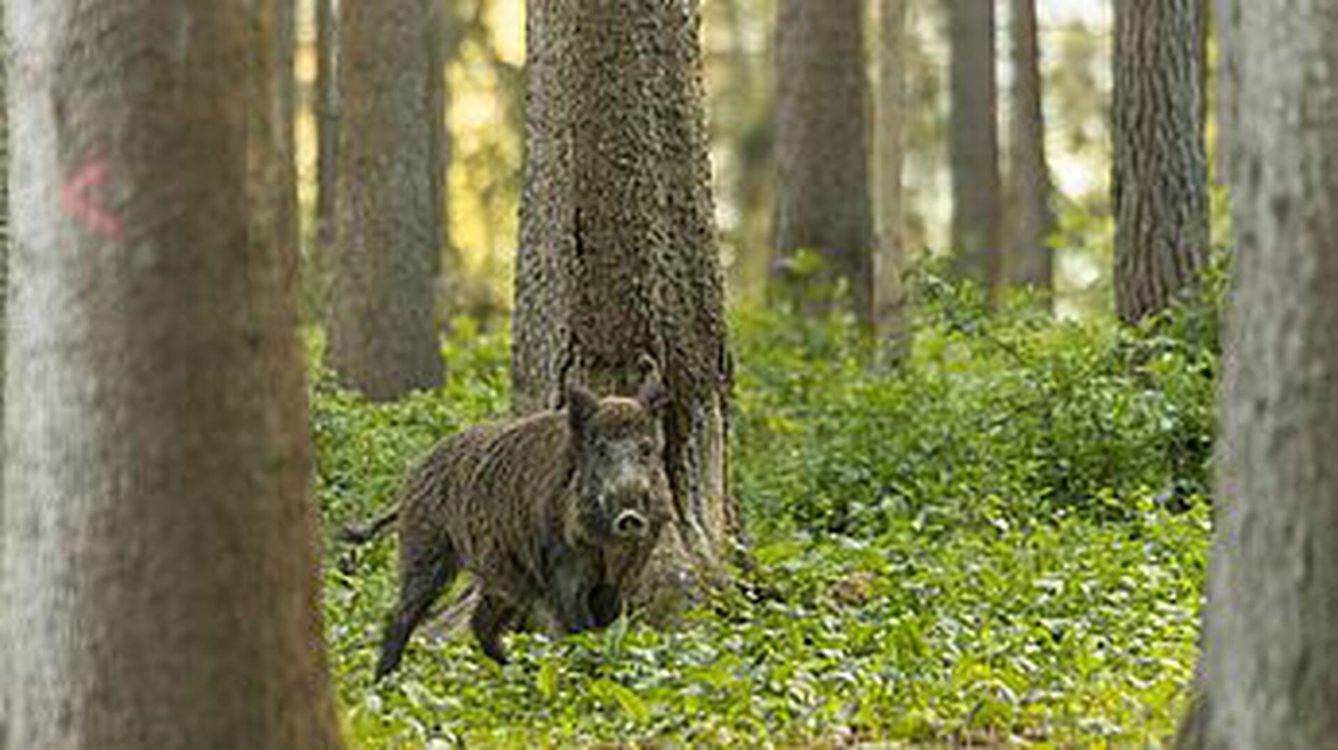Wild zwijn is onlangs gesignaleerd in de buurt van Wijk bij Duurstede