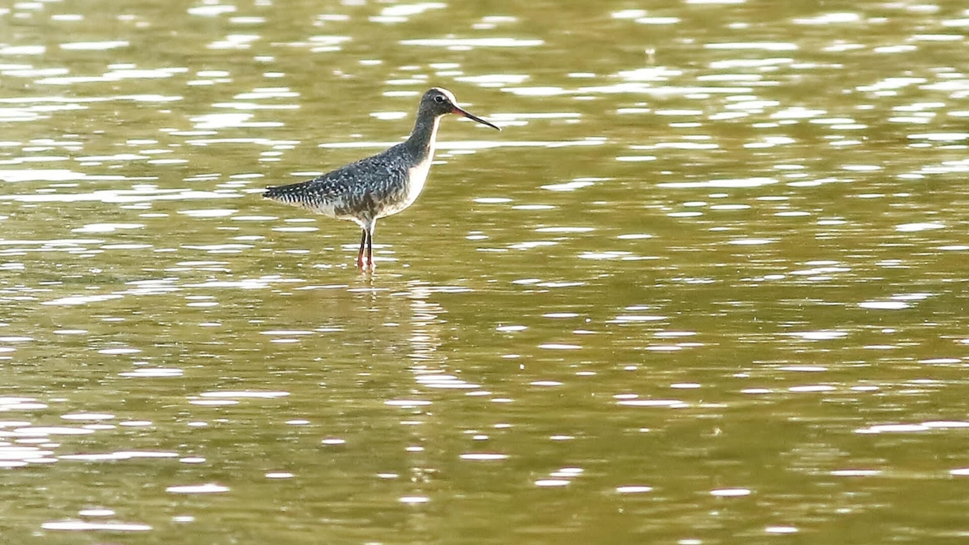 ‘In mei kan alles op vogelgebied’