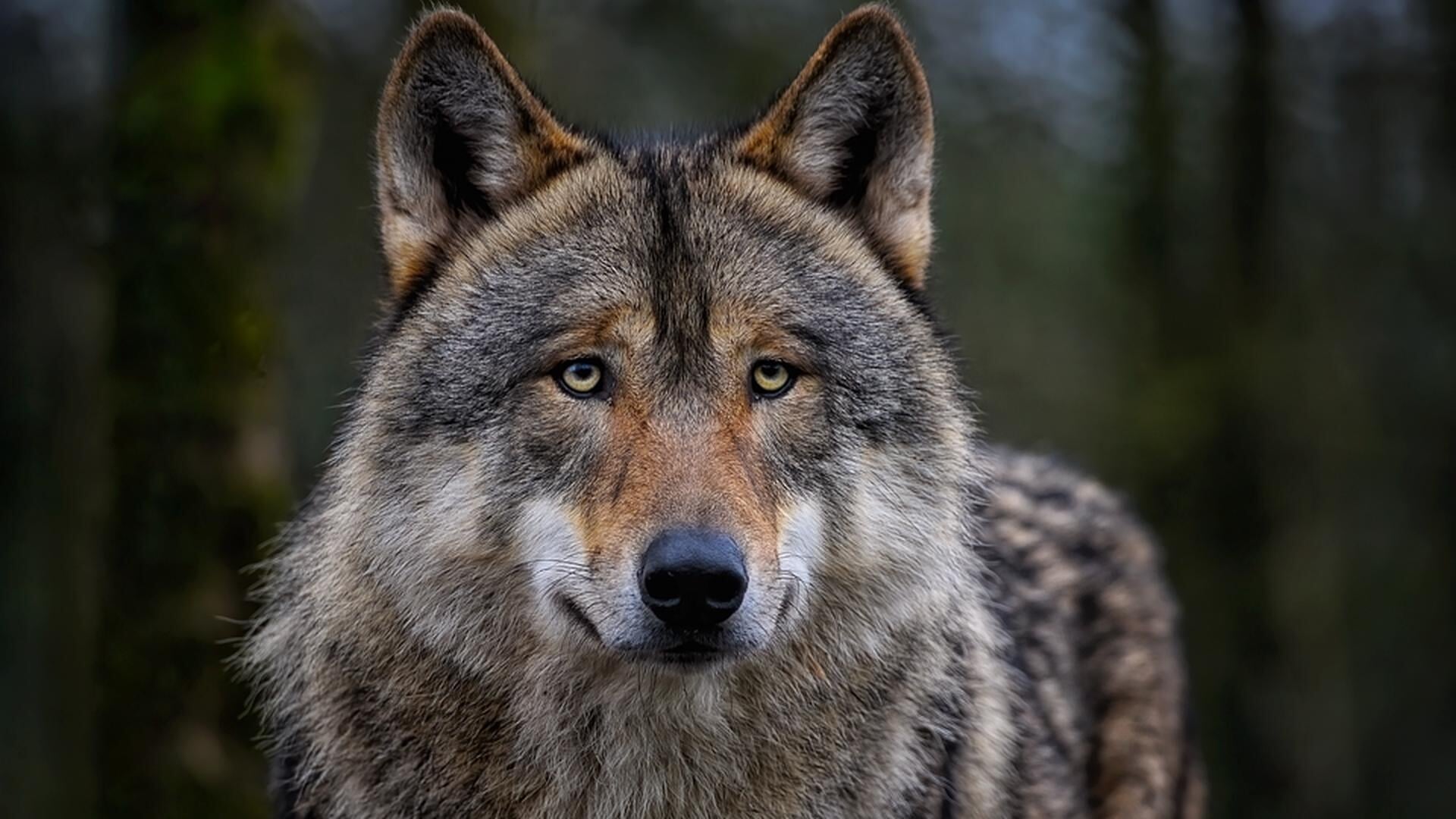 Gelderland geeft rechter extra informatie over ‘probleemwolf’