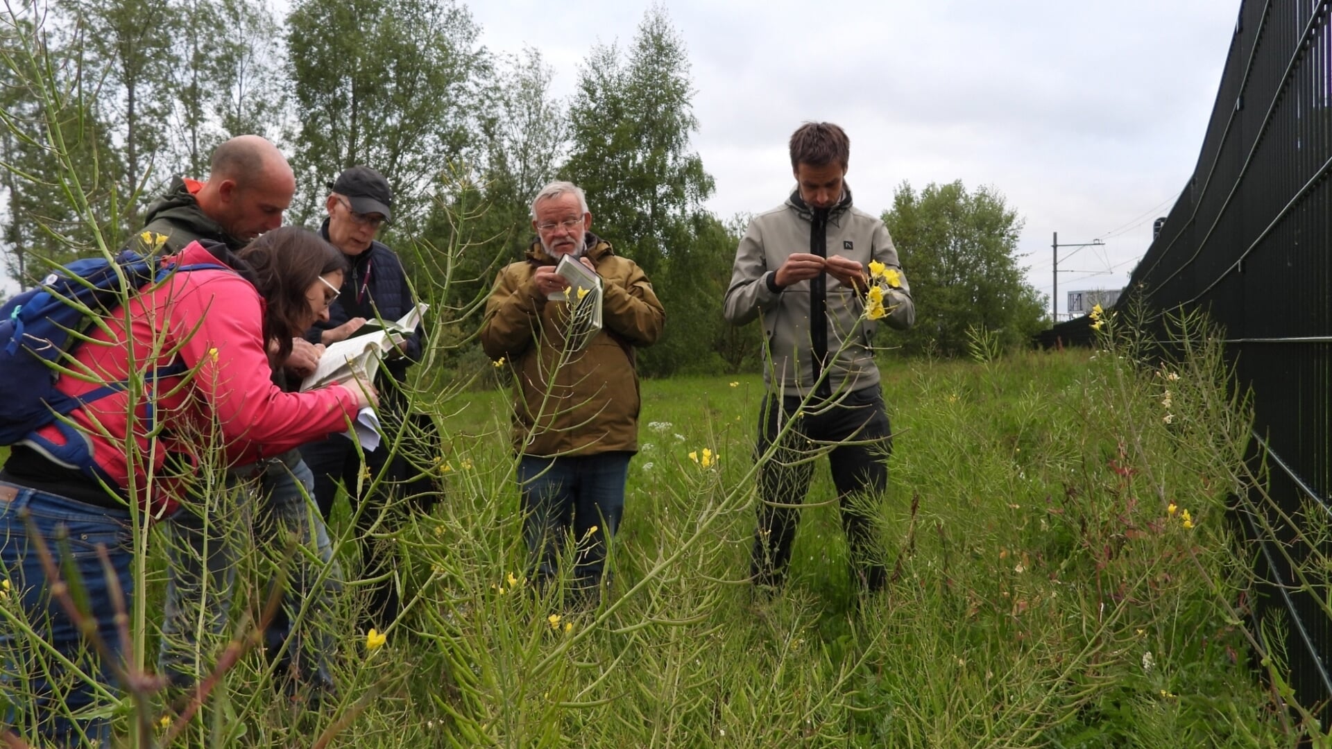 Op zoek naar wilde planten in Barneveld: van boerenwormkruid tot raapzaad
