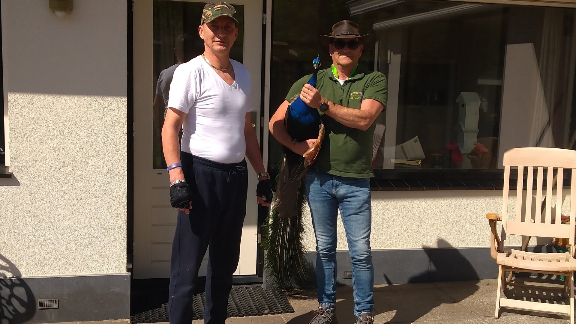 Oplettende bewoners redden met Dierenambulance Ermelo loslopende pauw