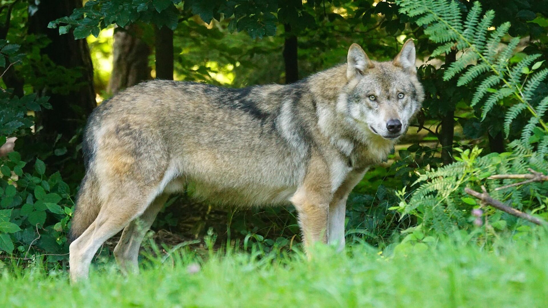 Provincie Gelderland mag van rechter ‘probleemwolf’ op Hoge Veluwe afschieten