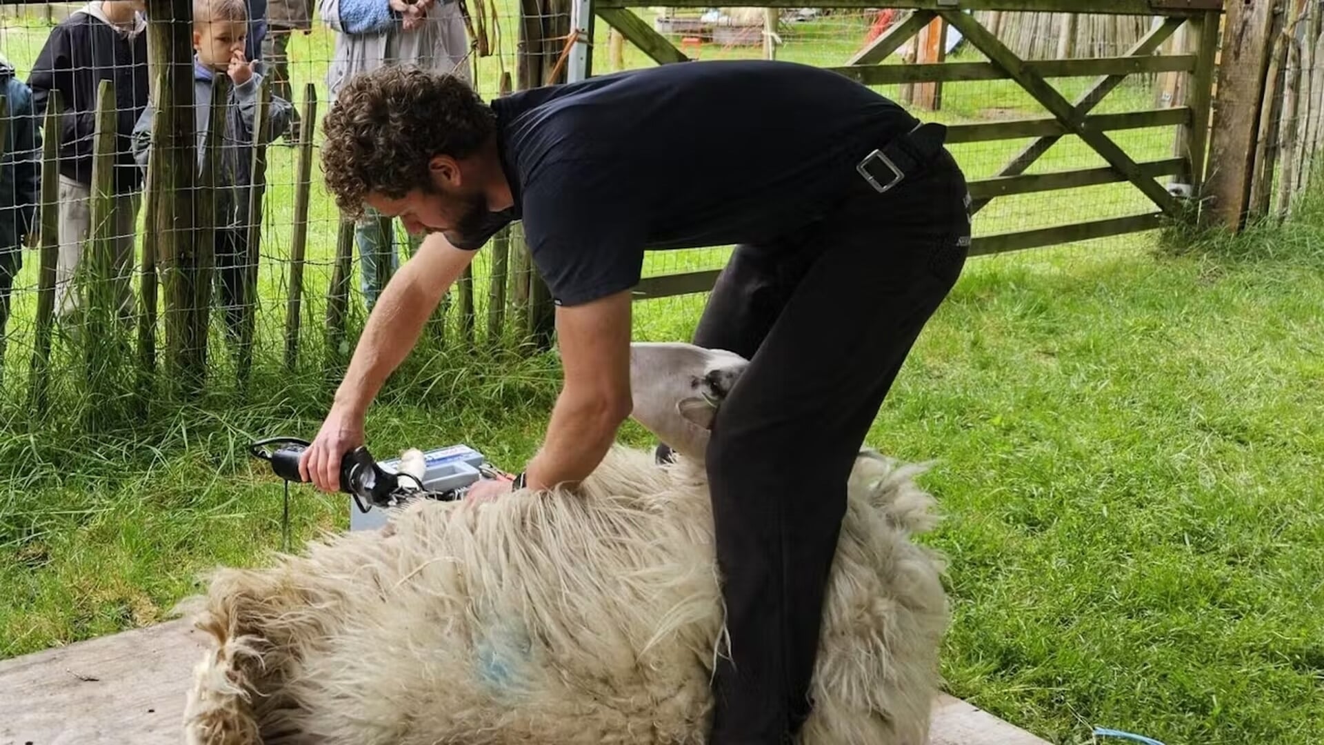 Beleef het Schapenscheerfeest bij Schaapskooi Heidestein in Zeist!
