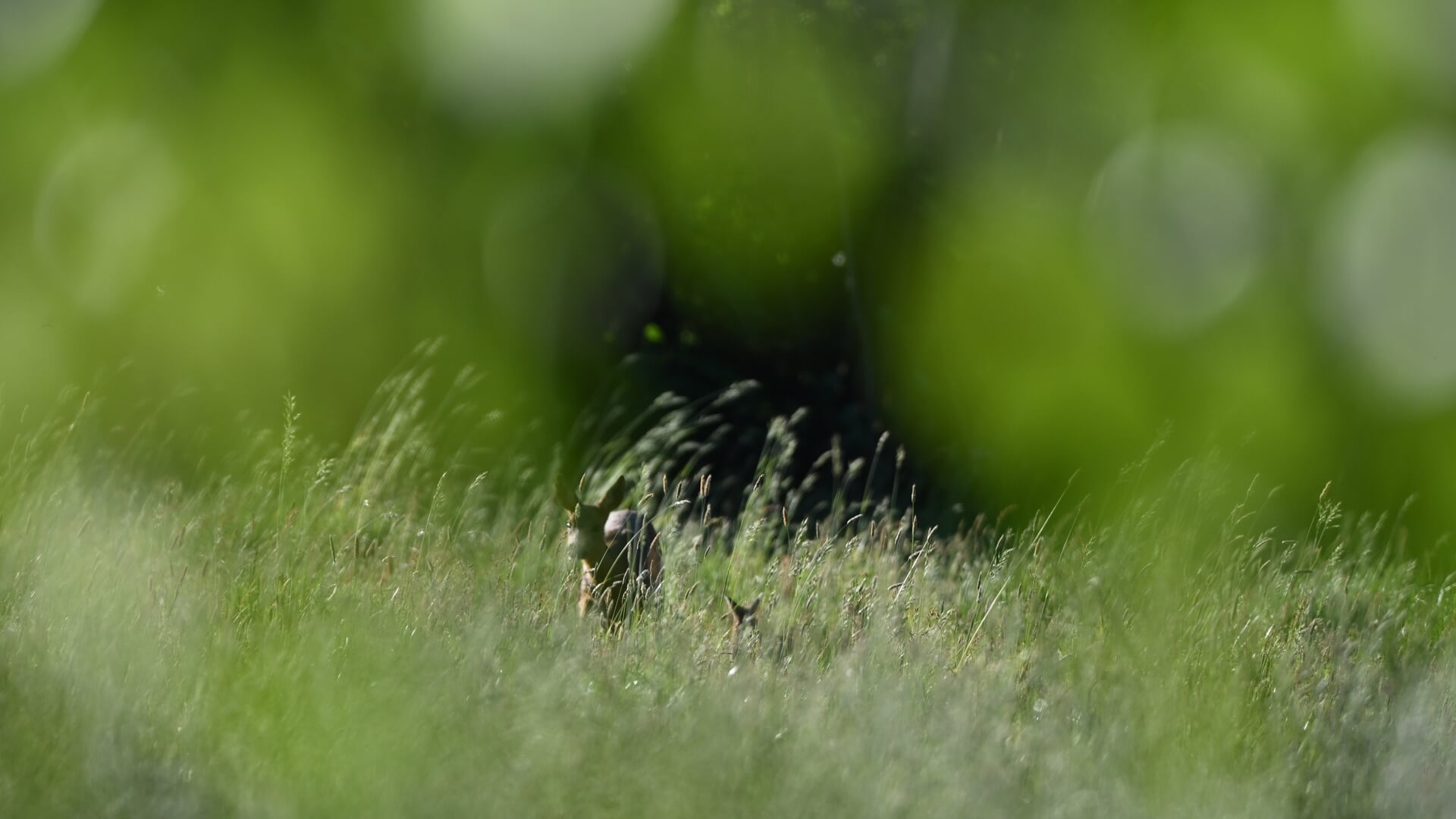 Eerste reekalfje geboren in Lage Vuursche