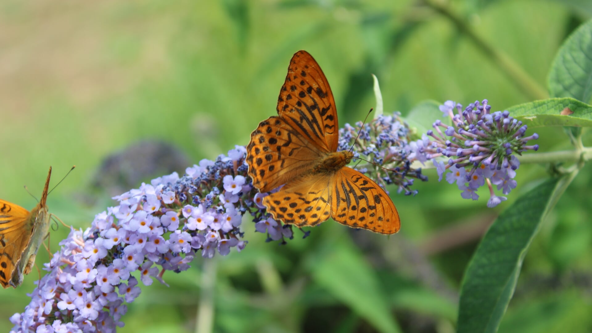Zomerexpositie over insecten in de Koperen Knop in Hardinxveld-Giessendam