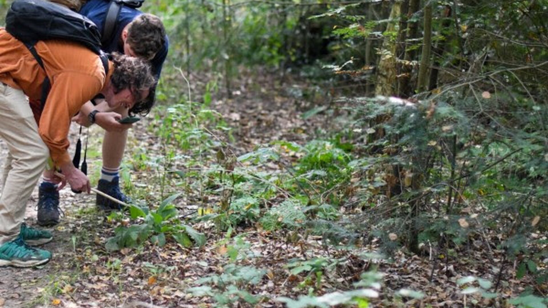 Soorten Challenge Nationaal Park Utrechtse Heuvelrug in volle gang – inwoners tellen mee voor biodiv