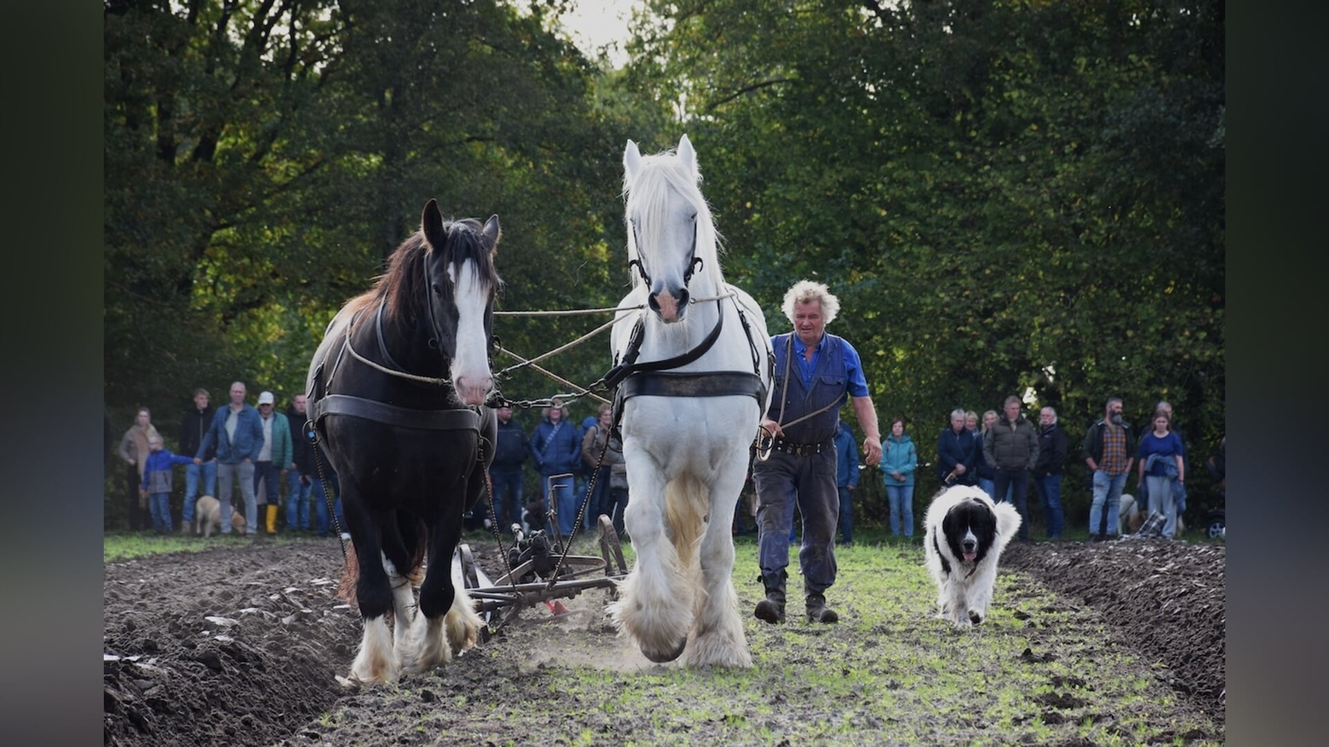 Beter geploegd dan voorgaande jaren tijdens ‘Dag van het Ploegpaard’