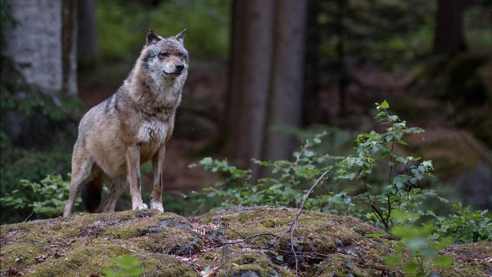 Gemeente Bunnik houdt informatiebijeenkomst over de wolf