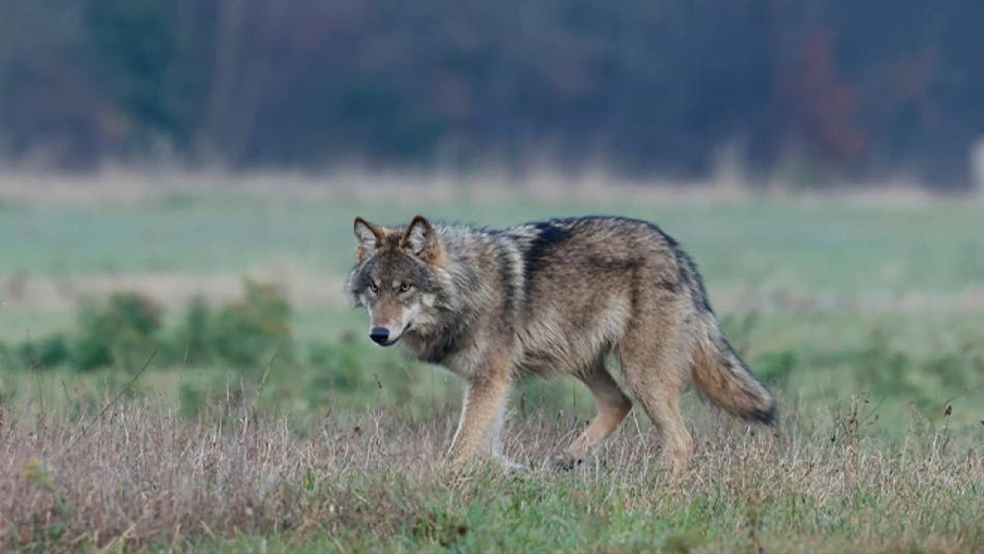 Wolf gesignaleerd in woonwijk Wijk bij Duurstede
