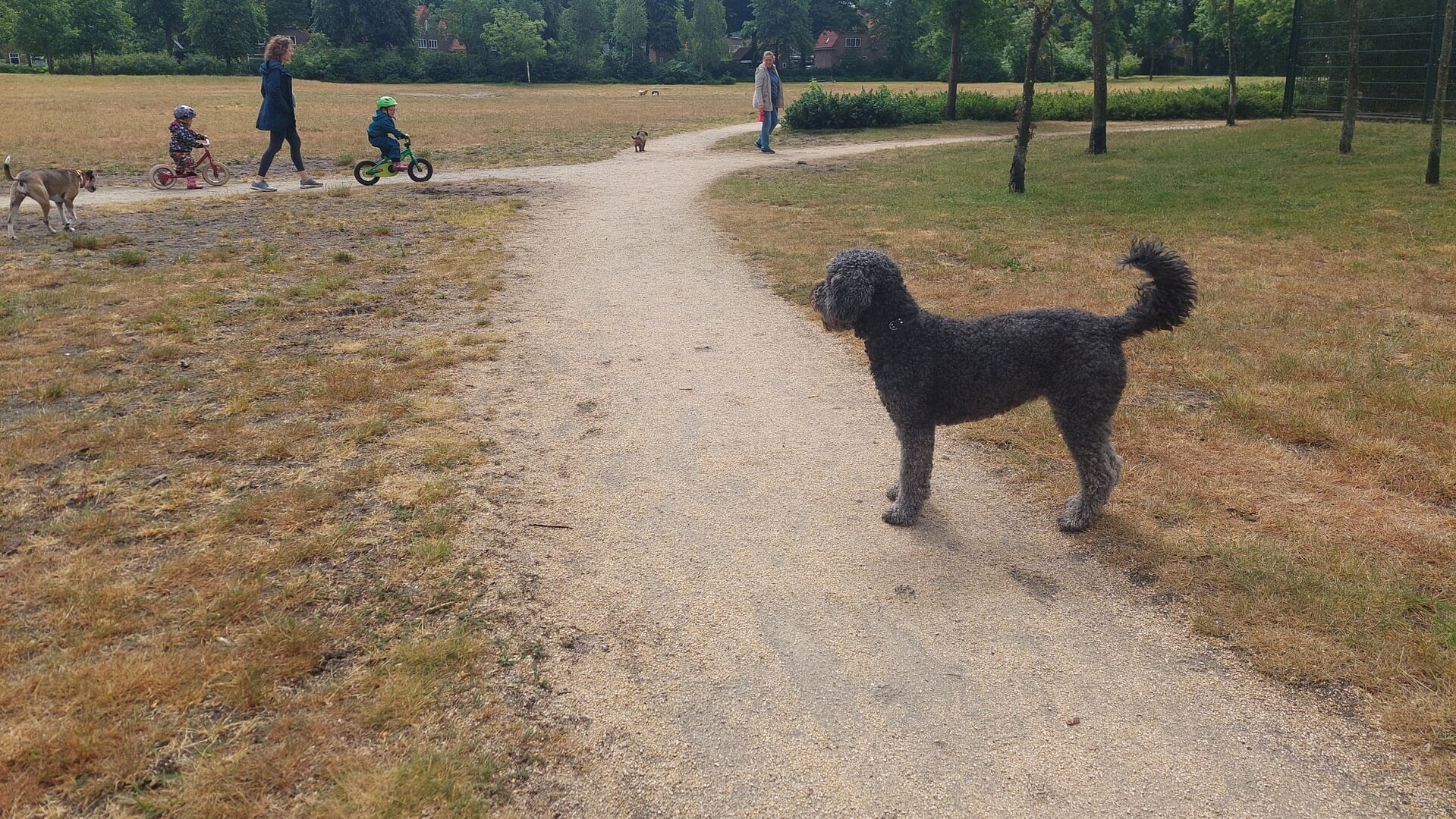 Vitens verandert de spelregels: hond niet meer los in het park