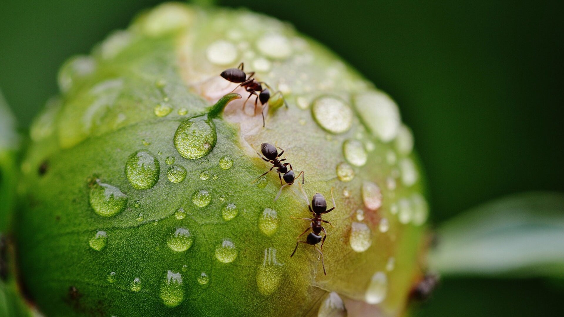 Het weer tijdens Hemelvaartsdag