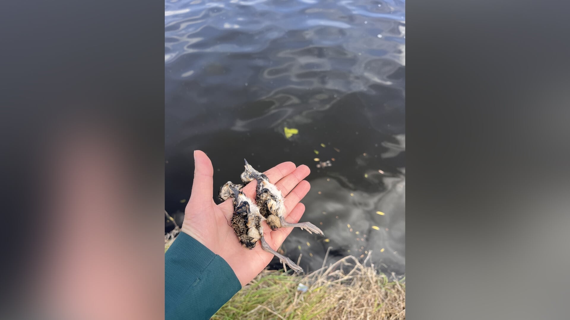 Weidevogels Eemerwaard in nood